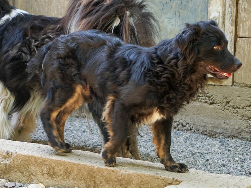 Familienhund RALF möchte sein Herz verschenken
