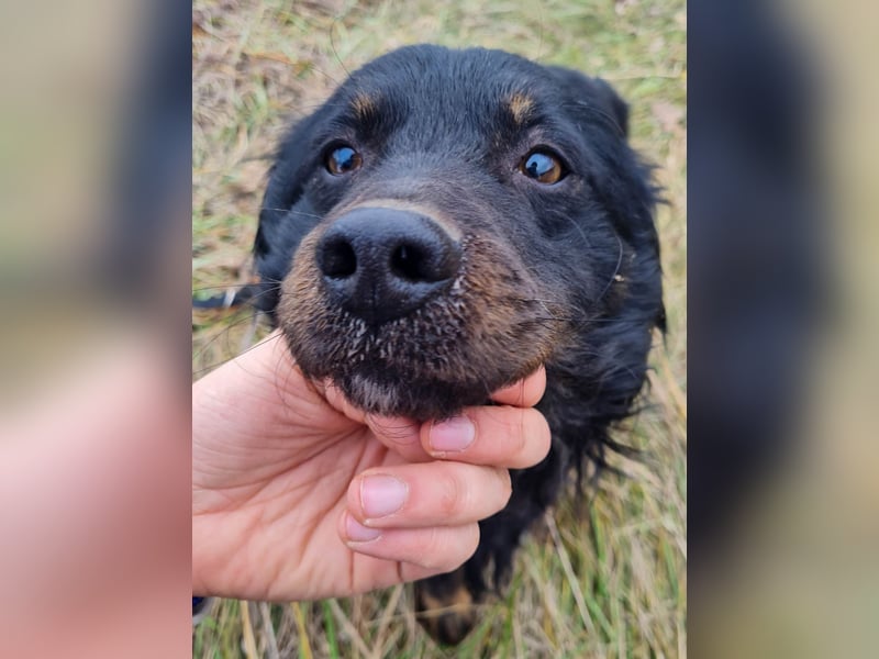 Schmusebärchen RALF ist ein ausgeglichener und verschmuster Traumbub