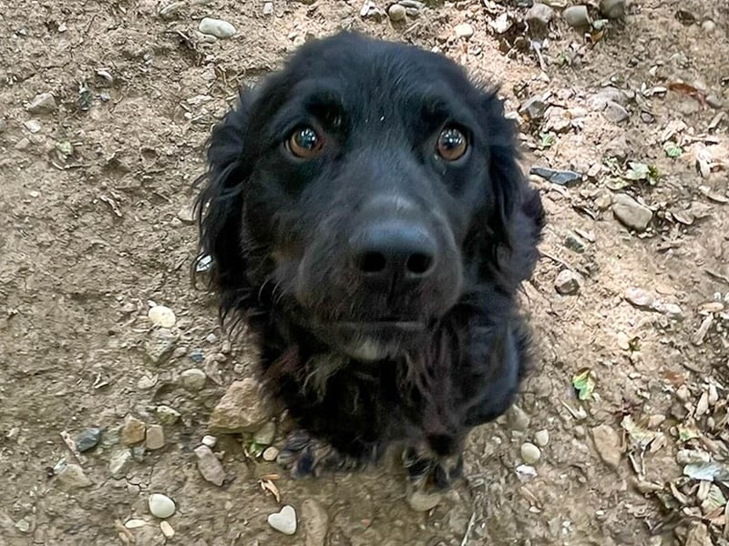Familienhund RALF möchte sein Herz verschenken