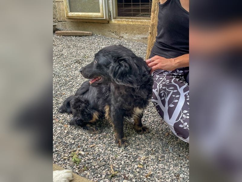 Familienhund RALF möchte sein Herz verschenken