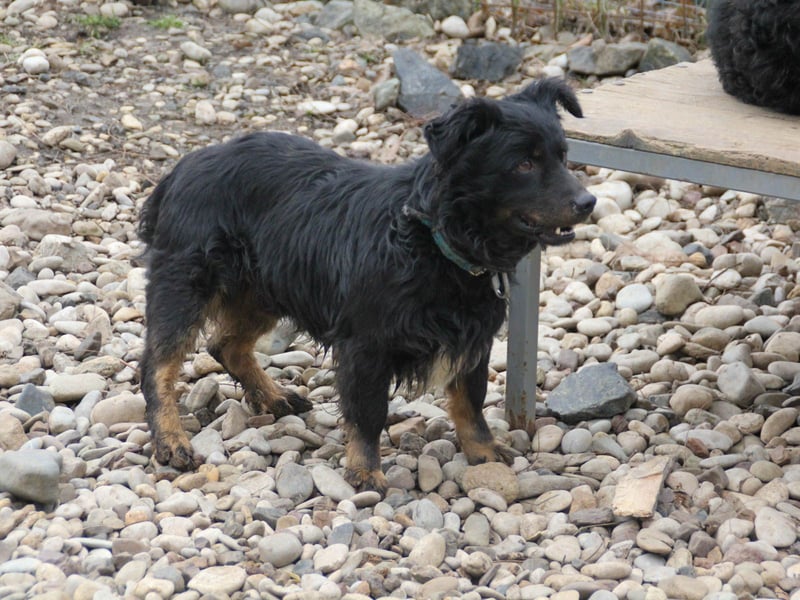 Familienhund RALF möchte sein Herz verschenken