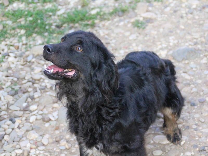 Familienhund RALF möchte sein Herz verschenken