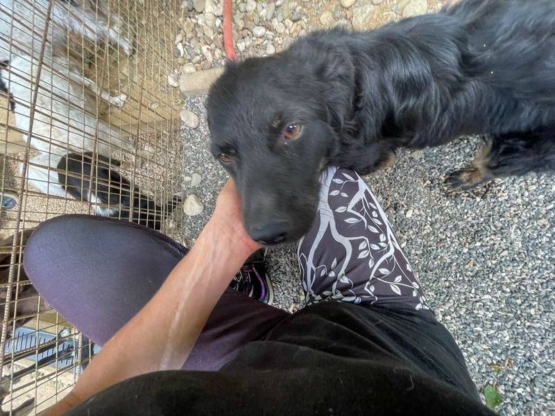 Familienhund RALF möchte sein Herz verschenken