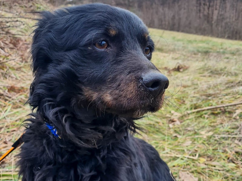 Schmusebärchen RALF ist ein ausgeglichener und verschmuster Traumbub