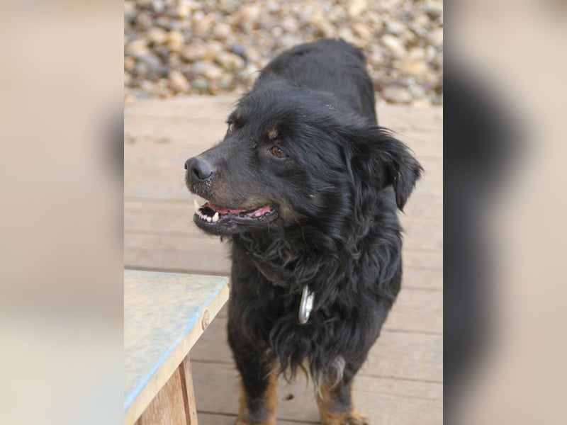 Familienhund RALF möchte sein Herz verschenken