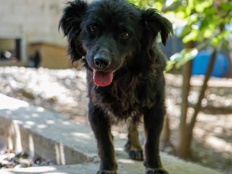 Familienhund RALF möchte sein Herz verschenken