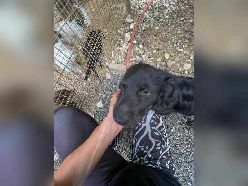Familienhund RALF möchte sein Herz verschenken