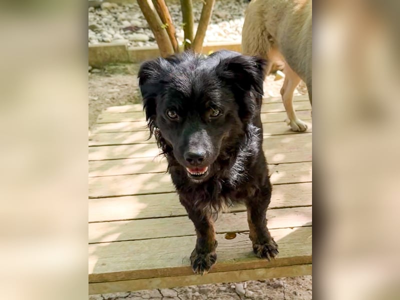 Schmusebärchen RALF ist ein ausgeglichener und verschmuster Traumbub