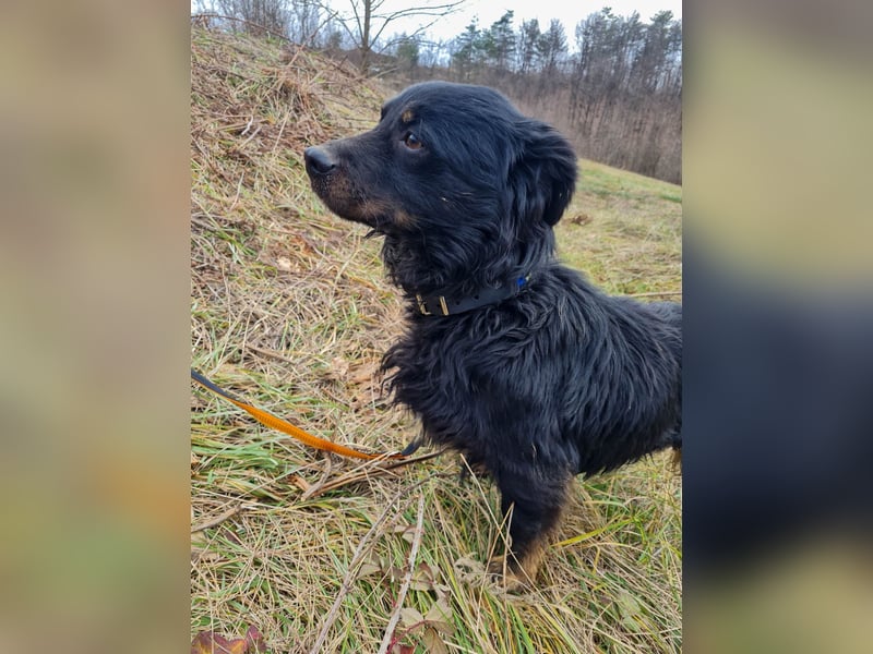 Schmusebärchen RALF ist ein ausgeglichener und verschmuster Traumbub