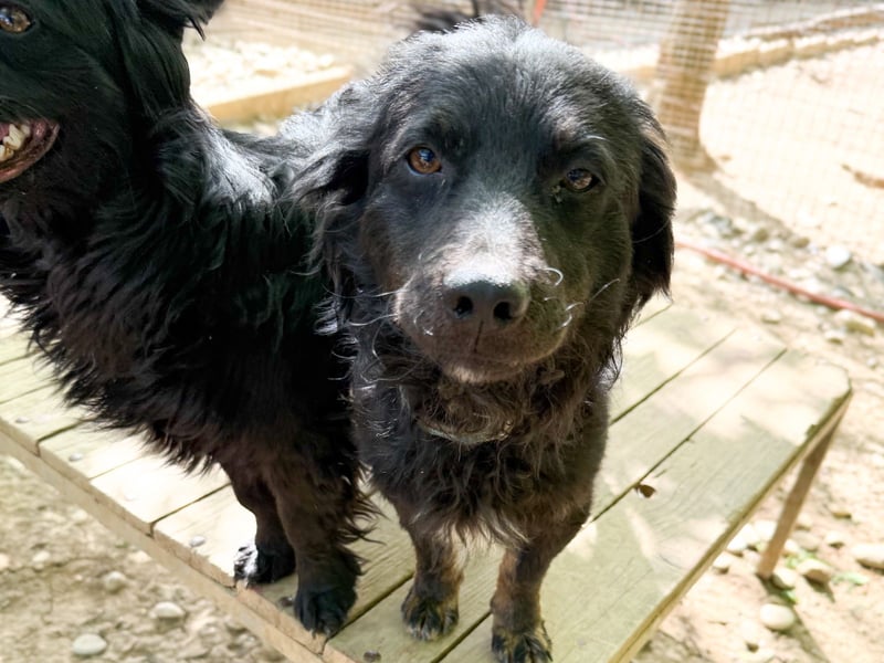 Familienhund RALF möchte sein Herz verschenken
