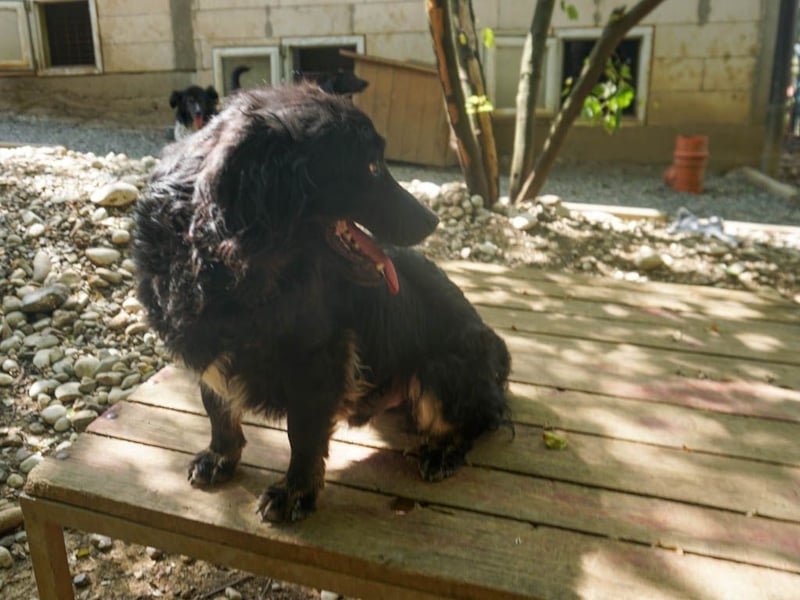 Familienhund RALF möchte sein Herz verschenken