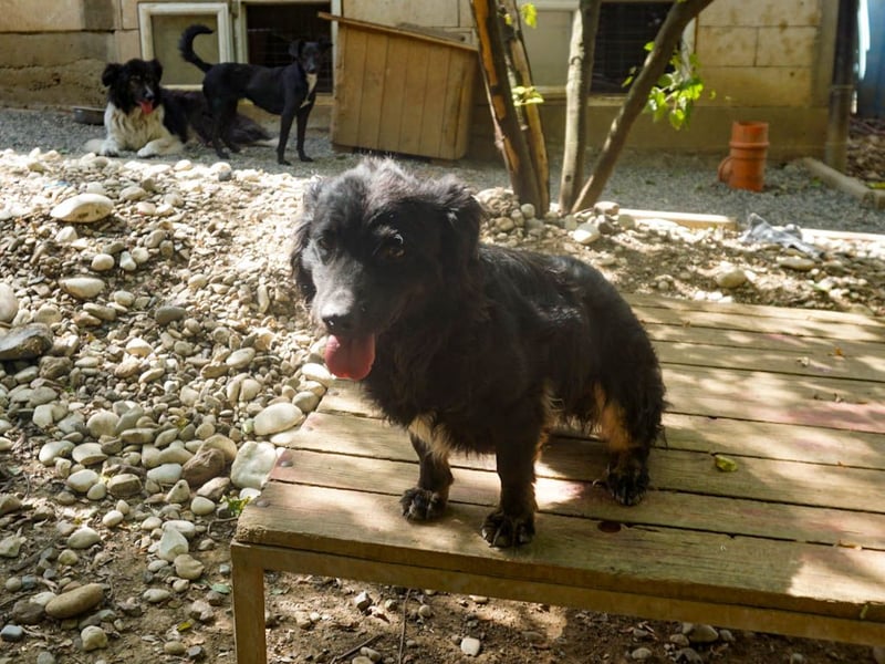 Familienhund RALF möchte sein Herz verschenken