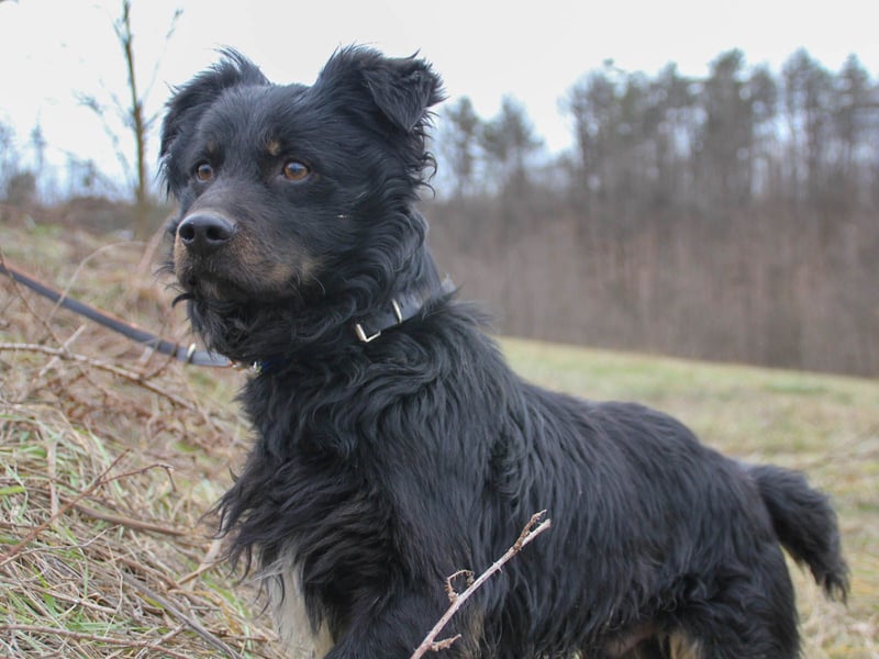 Familienhund RALF möchte sein Herz verschenken