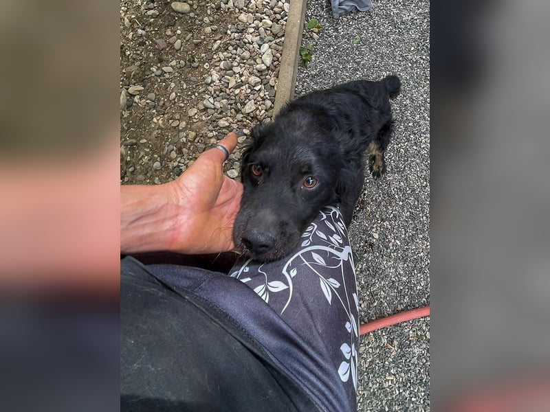 Familienhund RALF möchte sein Herz verschenken