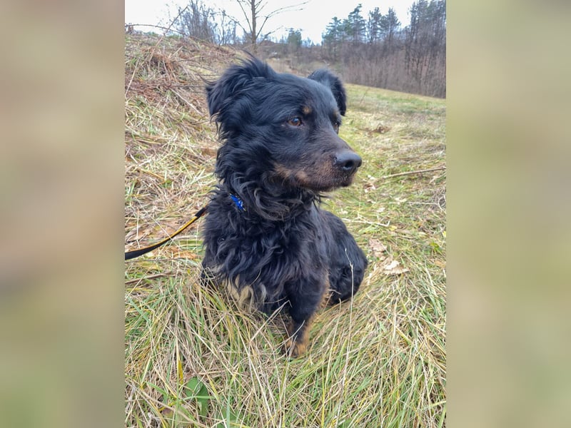Schmusebärchen RALF ist ein ausgeglichener und verschmuster Traumbub
