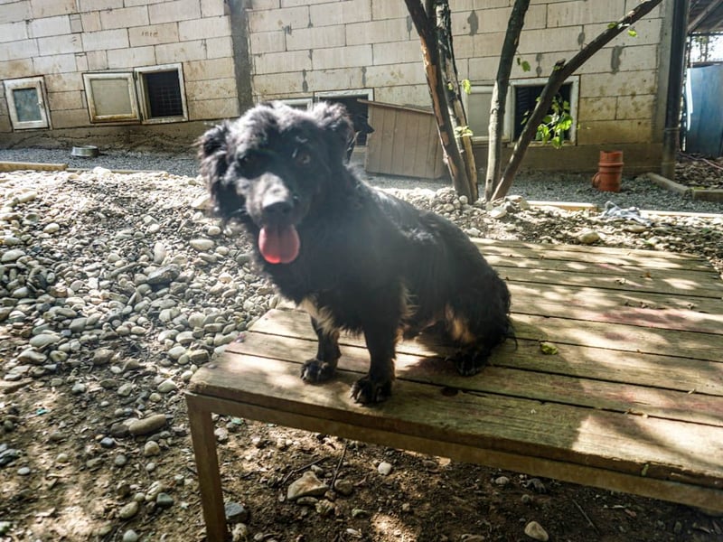 Familienhund RALF möchte sein Herz verschenken