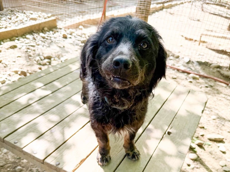 Schmusebärchen RALF ist ein ausgeglichener und verschmuster Traumbub