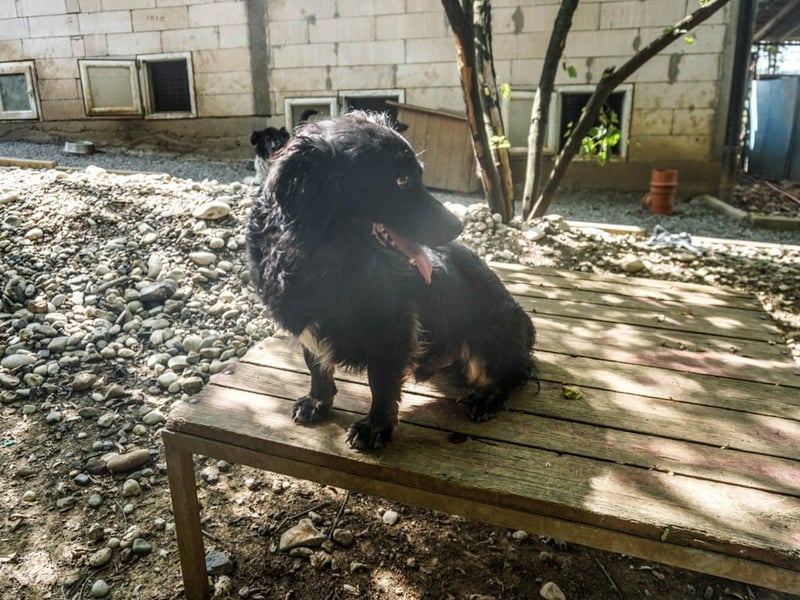 Familienhund RALF möchte sein Herz verschenken