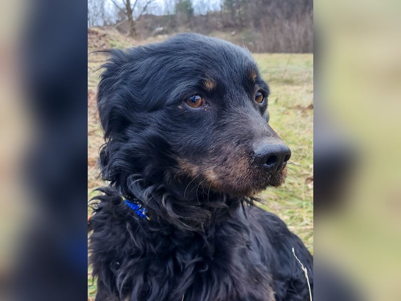 Schmusebärchen RALF ist ein ausgeglichener und verschmuster Traumbub