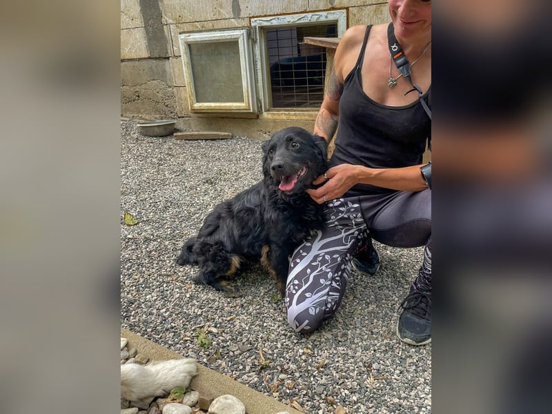 Familienhund RALF möchte sein Herz verschenken