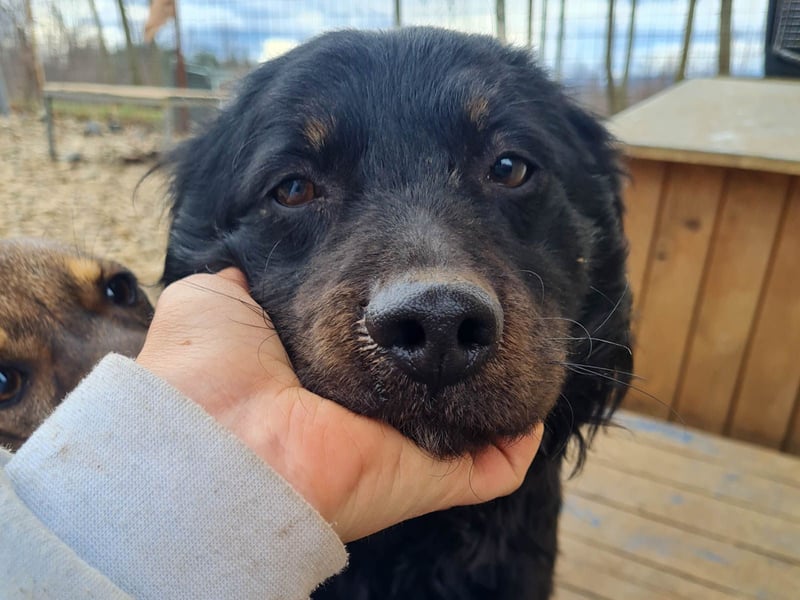 Schmusebärchen RALF ist ein ausgeglichener und verschmuster Traumbub