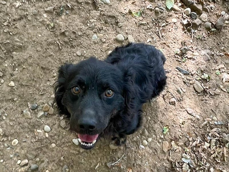 Familienhund RALF möchte sein Herz verschenken