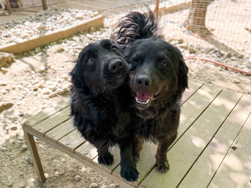 Familienhund RALF möchte sein Herz verschenken