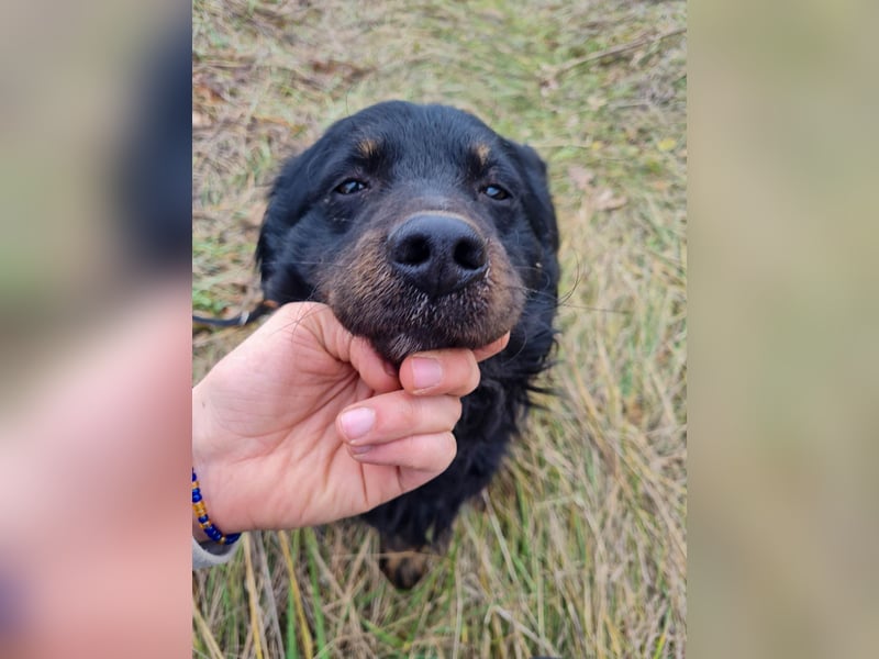 Schmusebärchen RALF ist ein ausgeglichener und verschmuster Traumbub