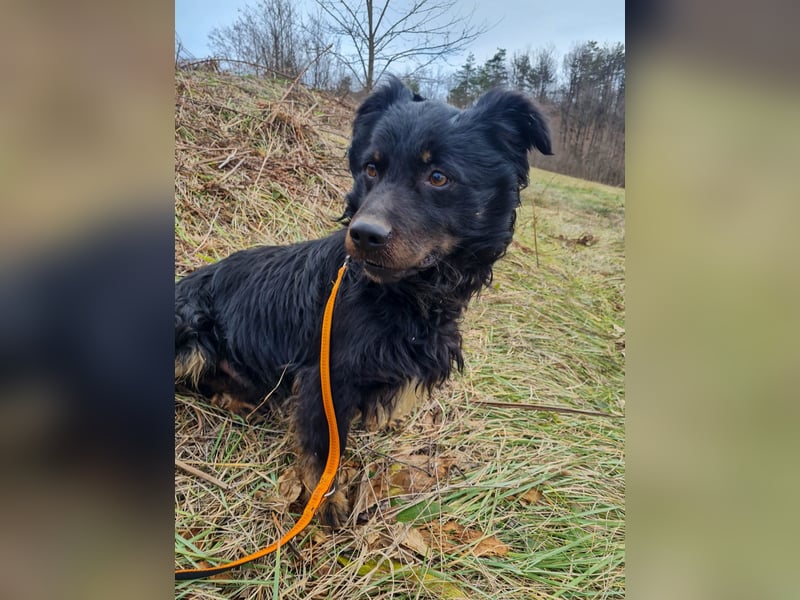 Schmusebärchen RALF ist ein ausgeglichener und verschmuster Traumbub