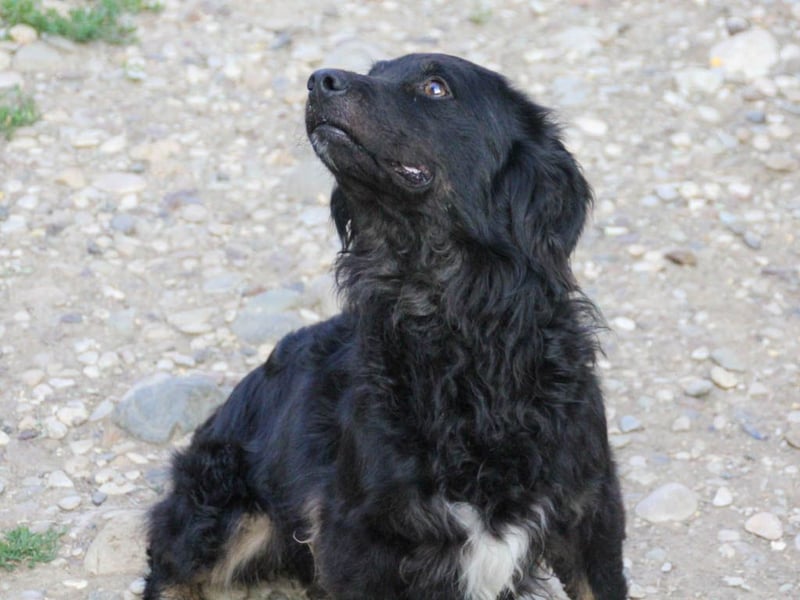 Familienhund RALF möchte sein Herz verschenken