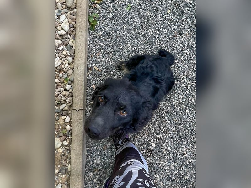 Familienhund RALF möchte sein Herz verschenken