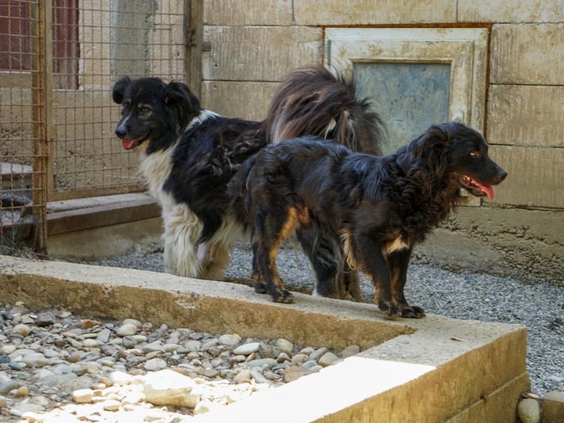 Familienhund RALF möchte sein Herz verschenken