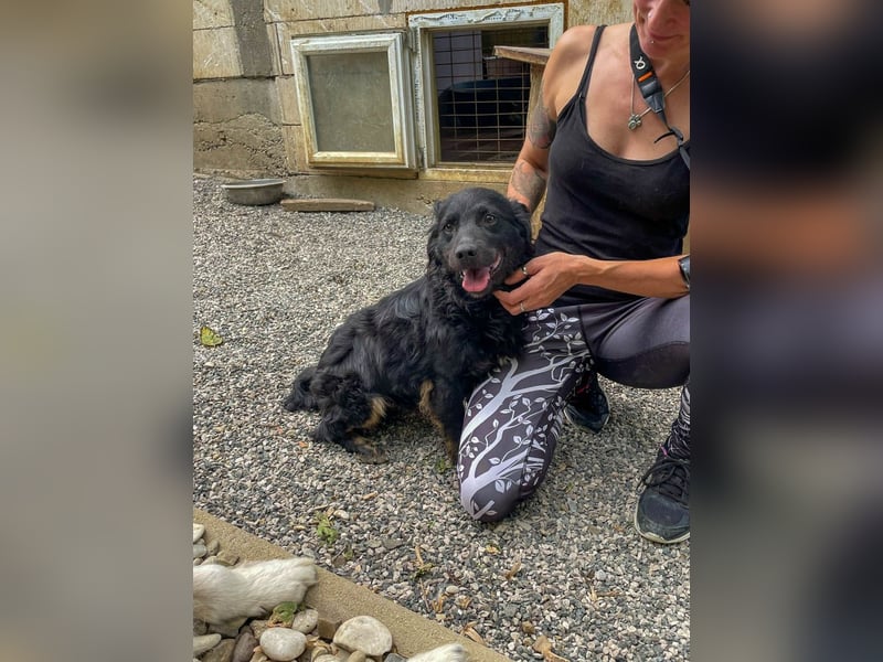 Familienhund RALF möchte sein Herz verschenken
