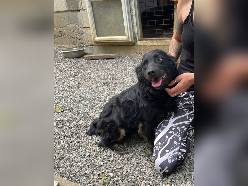 Familienhund RALF möchte sein Herz verschenken