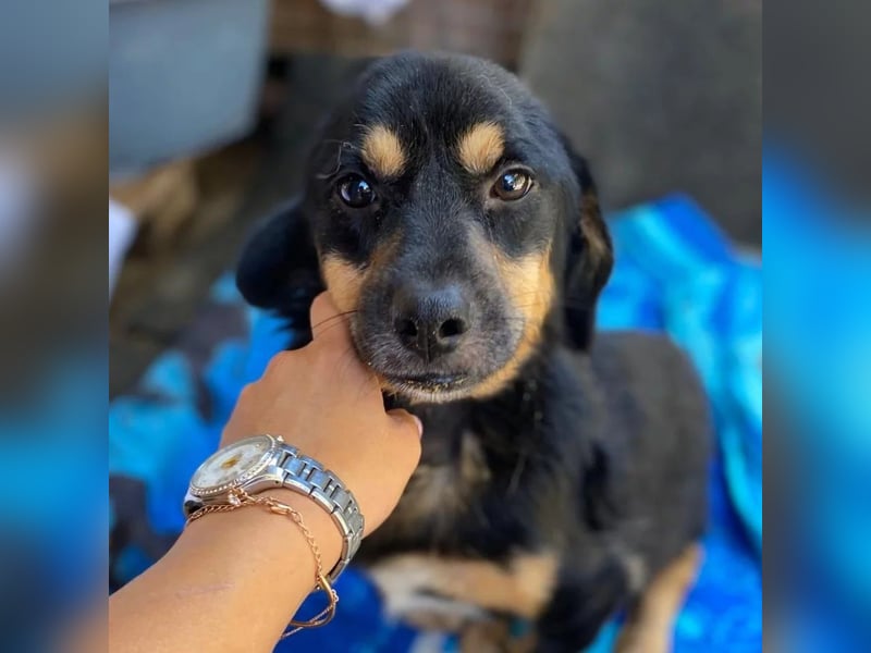 zauberhafter Rollihund Benny
