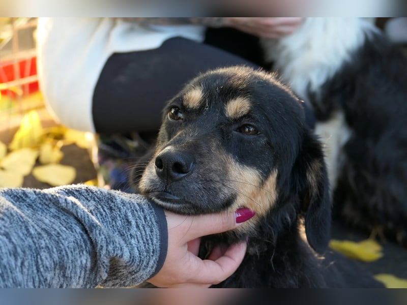 zauberhafter Rollihund Benny