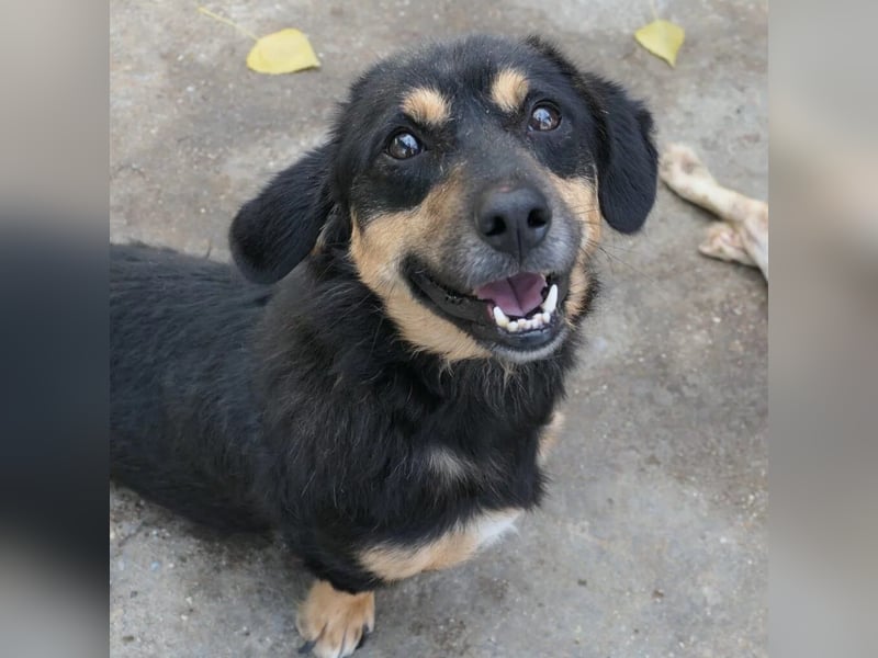 zauberhafter Rollihund Benny