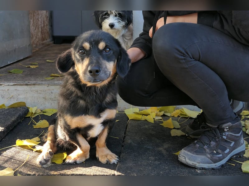 zauberhafter Rollihund Benny