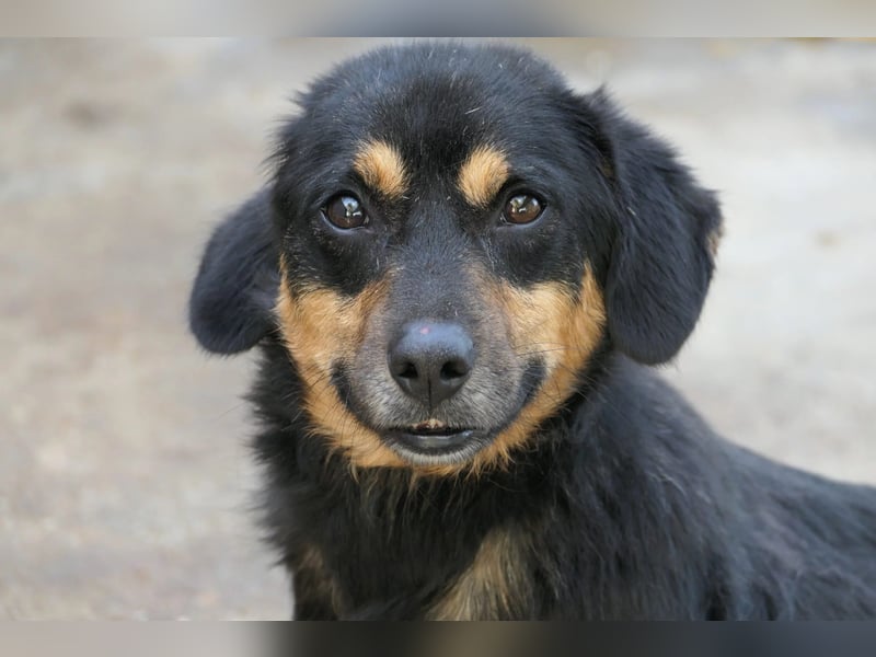 zauberhafter Rollihund Benny