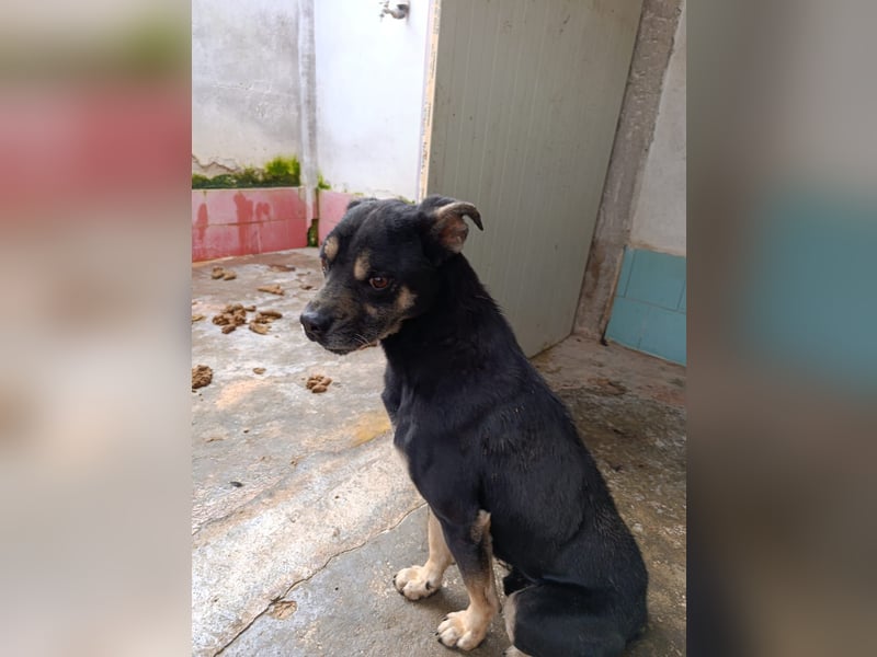 Baloo – liebevolle Anleiter zum Glücklichsein dringend gesucht!