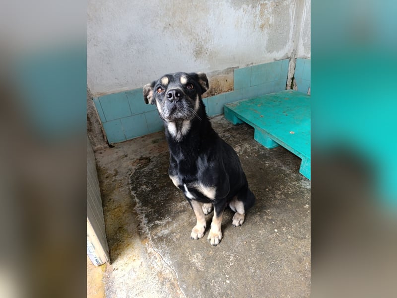 Baloo – liebevolle Anleiter zum Glücklichsein dringend gesucht!