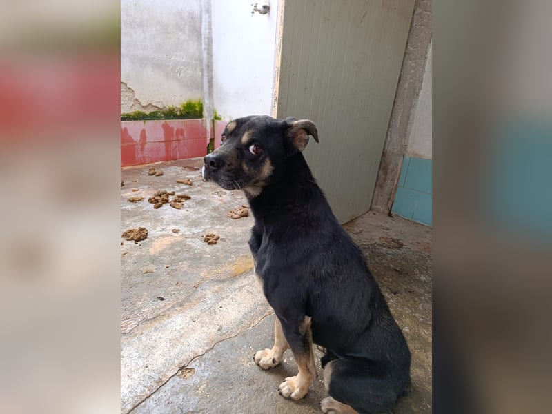 Baloo – liebevolle Anleiter zum Glücklichsein dringend gesucht!