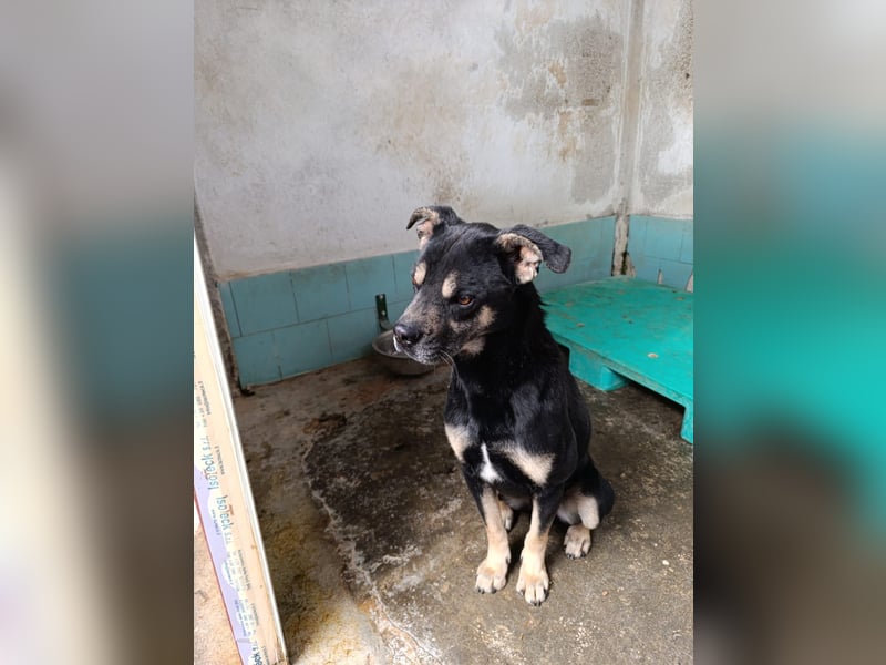 Baloo – liebevolle Anleiter zum Glücklichsein dringend gesucht!