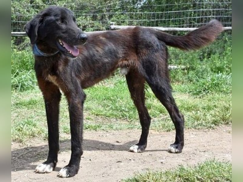 Vigor - sanfter Hundemann mit langen Beinchen