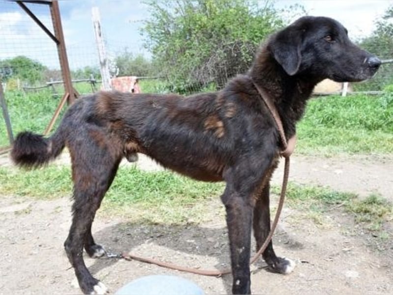 Vigor - sanfter Hundemann mit langen Beinchen