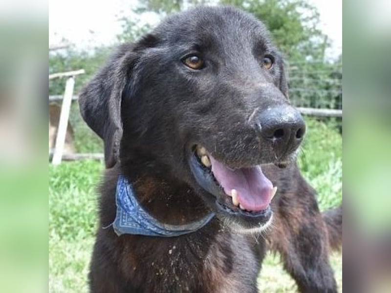 Vigor - sanfter Hundemann mit langen Beinchen