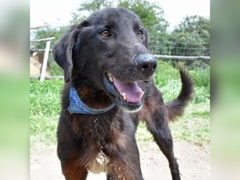Vigor - sanfter Hundemann mit langen Beinchen