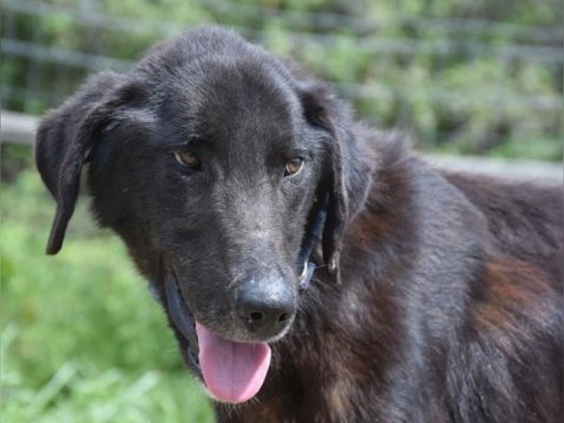 Vigor - sanfter Hundemann mit langen Beinchen