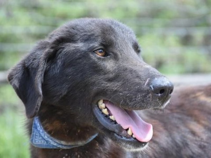 Vigor - sanfter Hundemann mit langen Beinchen