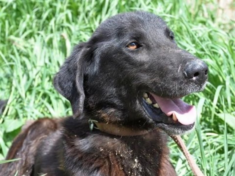 Vigor - sanfter Hundemann mit langen Beinchen